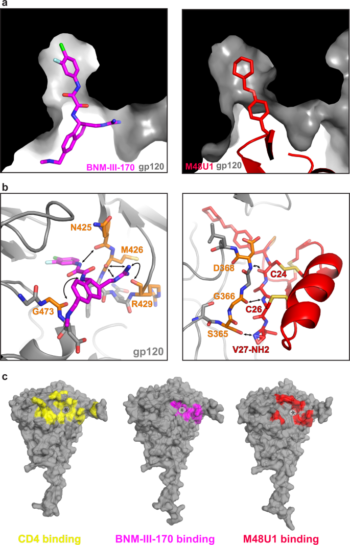Fig. 2: BNM-III-170 and M48U1 binding to the gp120 Phe43 pocket.