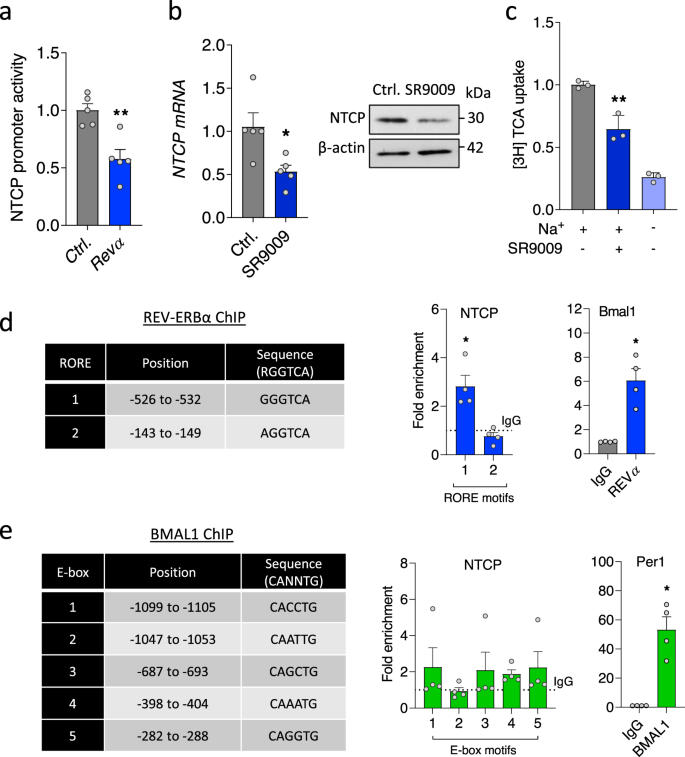 Fig. 2: Direct role for REV-ERBα to bind and regulate NTCP.