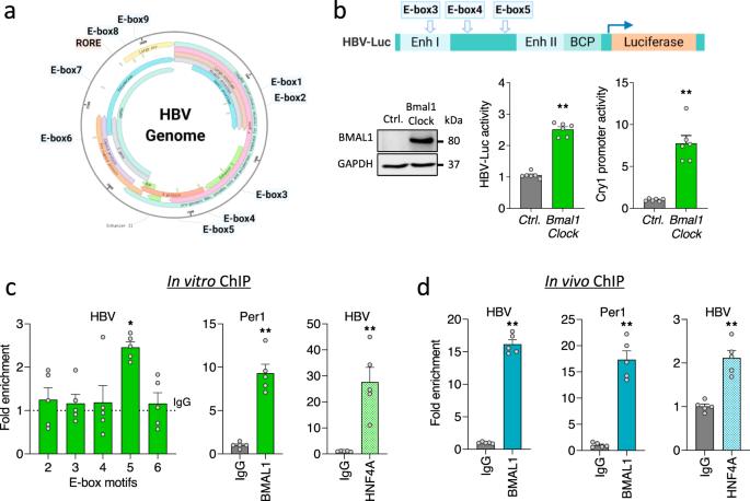 Circadian Control Of Hepatitis B Virus Replication Nature Communications
