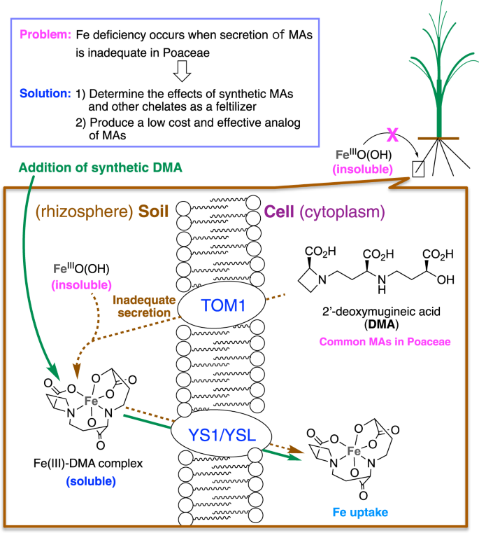 Development Of A Mugineic Acid Family Phytosiderophore Analog As An Iron Fertilizer Nature Communications