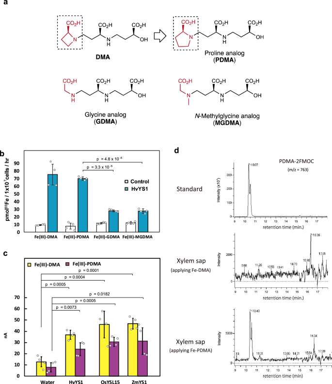 Development Of A Mugineic Acid Family Phytosiderophore Analog As An Iron Fertilizer Nature Communications