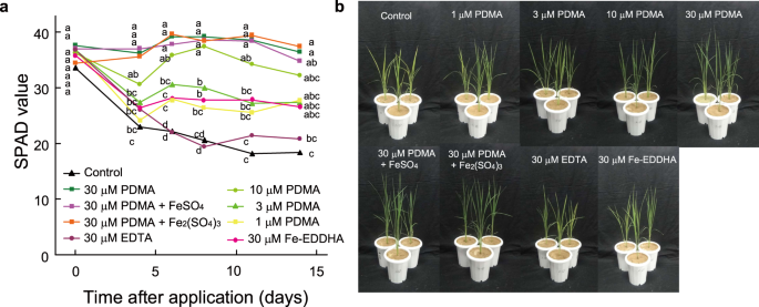 Development Of A Mugineic Acid Family Phytosiderophore Analog As An Iron Fertilizer Nature Communications