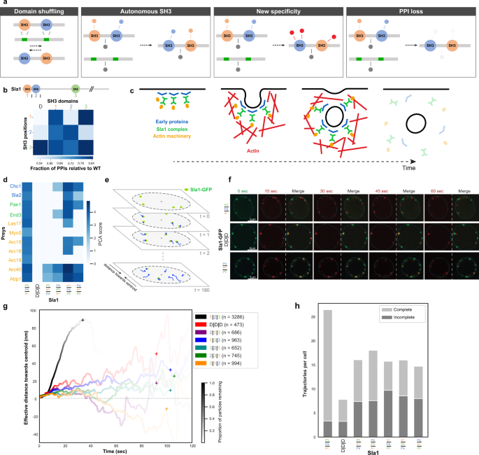 protein context shapes the specificity of sh3 domain mediated interactions in vivo nature communications