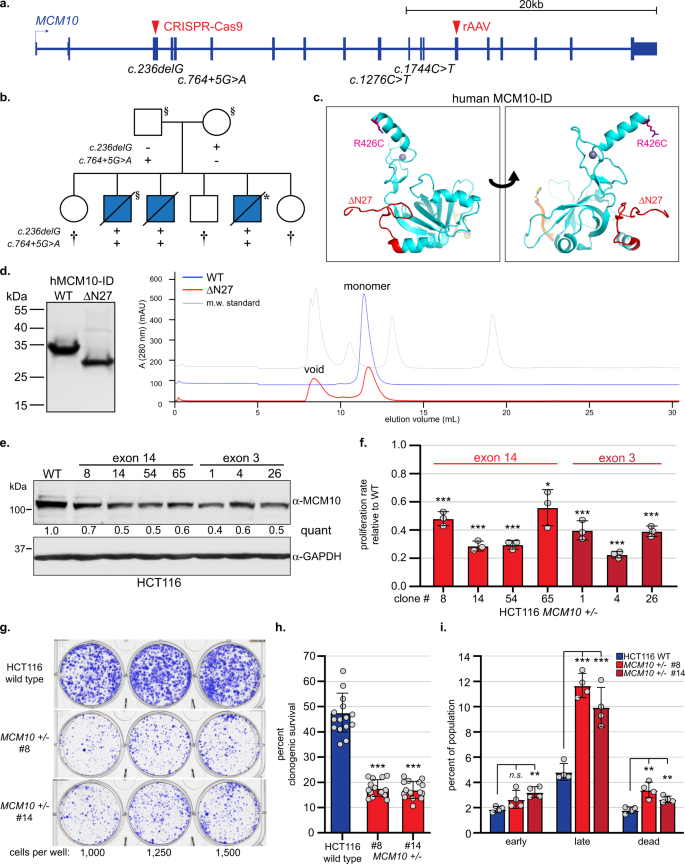 Bi Allelic Mcm10 Variants Associated With Immune Dysfunction And Cardiomyopathy Cause Telomere Shortening Nature Communications