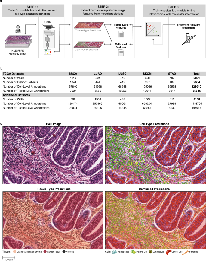 Human-interpretable image features derived from densely mapped ...