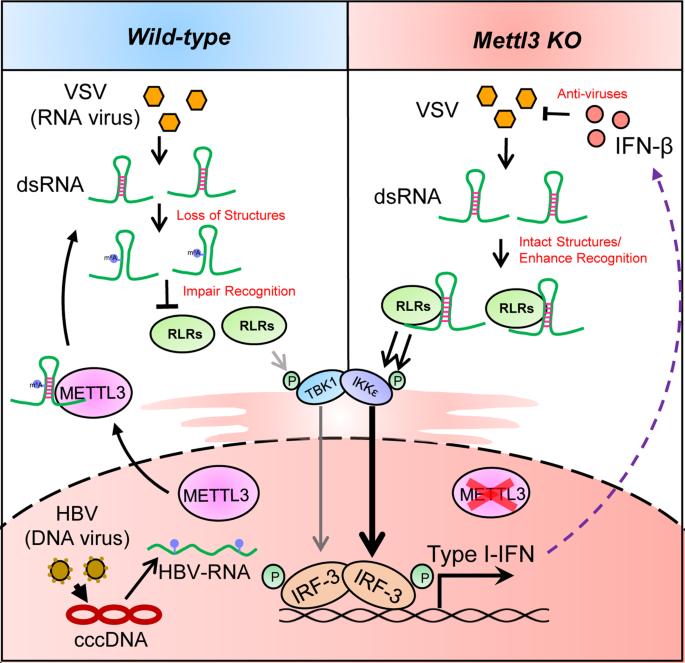 N6 Methyladenosine Rna Modification Suppresses Antiviral Innate Sensing Pathways Via Reshaping Double Stranded Rna Nature Communications N6 Methyladenosine Rna Modification Suppresses Antiviral Innate Sensing Pathways Via Reshaping Double Stranded Rna Nature Communications