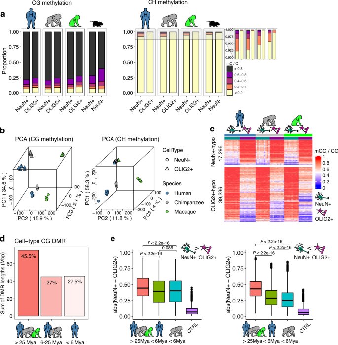 Evolution Of Dna Methylation In The Human Brain Nature Communications Evolution Of Dna Methylation In The Human Brain Nature Communications