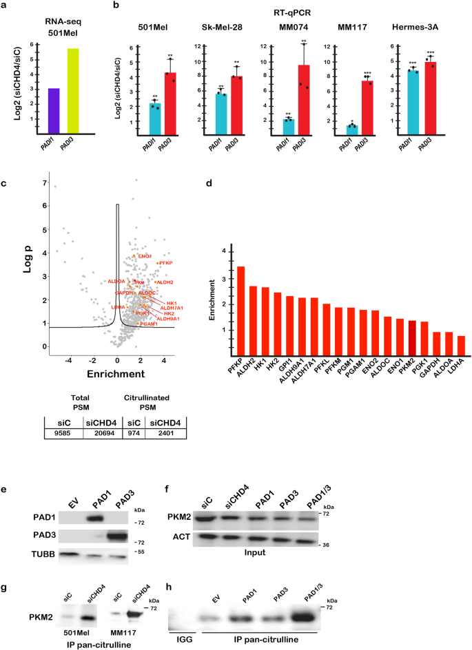 Citrullination of pyruvate kinase M2 by PADI1 and PADI3 regulates  glycolysis and cancer cell proliferation | Nature Communications