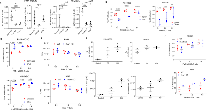 Fig. 2: Lack of IFNAR1 does not alter immune-suppressive activity by PMN-MDSCs.