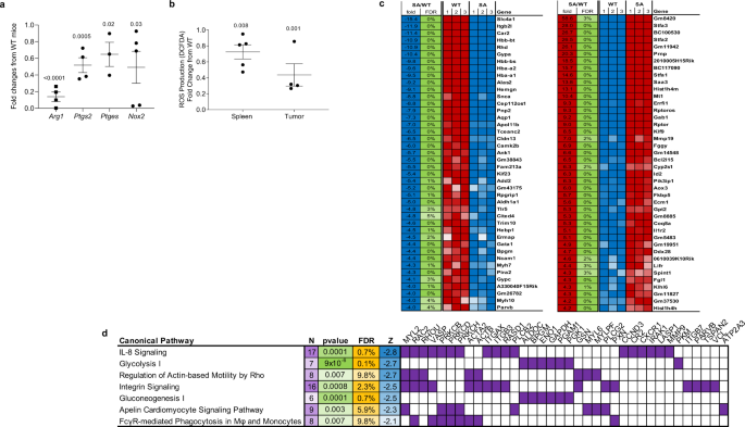 Fig. 4: Effect of Ifnar1SA on mRNA expression gene expression by PMN-MDSCs.