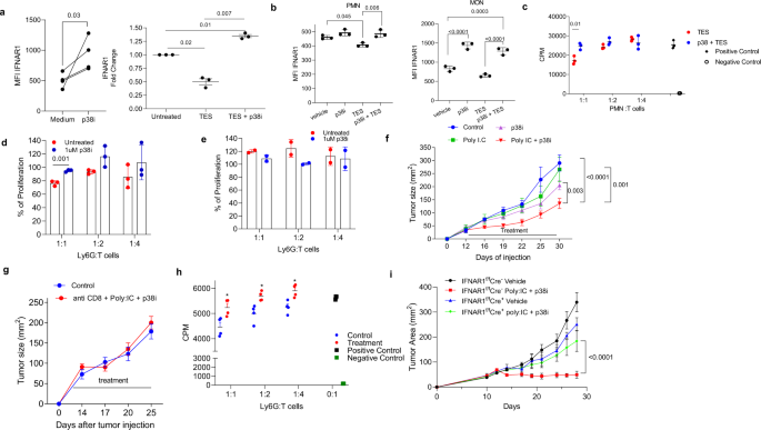 Fig. 7: Effect of pharmacological inhibition of p38 phosphorylation of MDSC function and tumor growth.