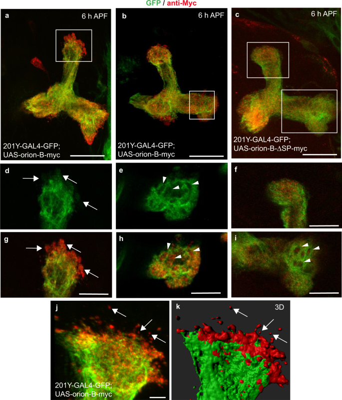 Fig. 3: Orion is extracellularly present on MB γ axons.