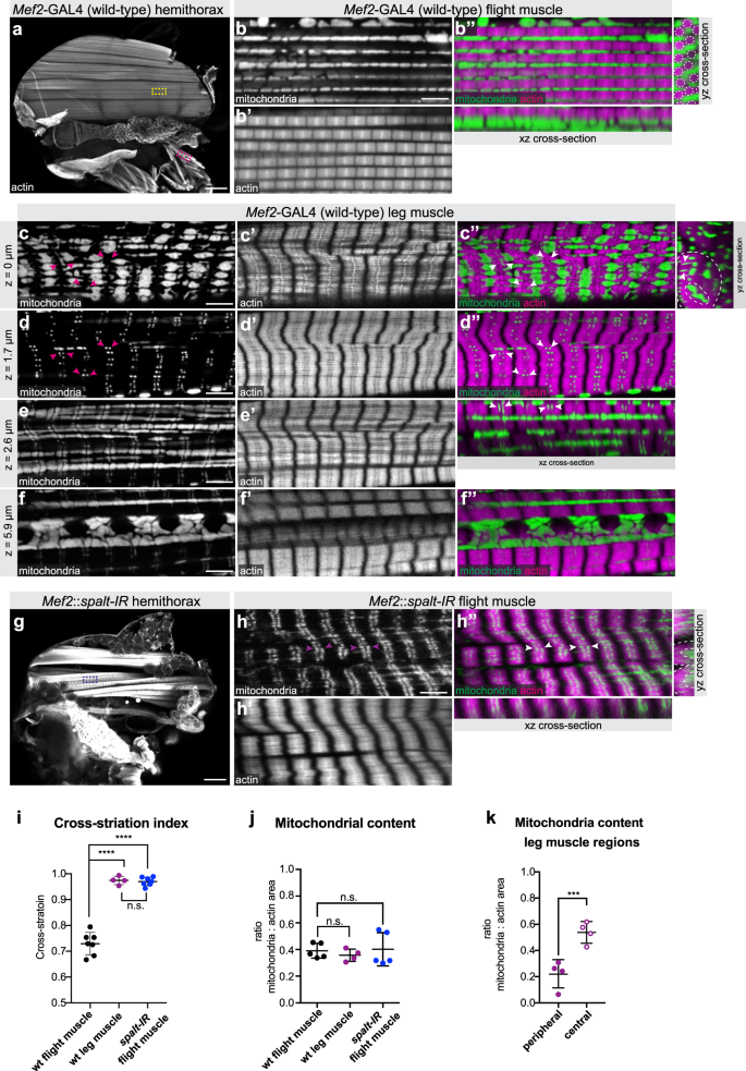 Myofibril And Mitochondria Morphogenesis Are Coordinated By A Mechanical Feedback Mechanism In Muscle Nature Communications