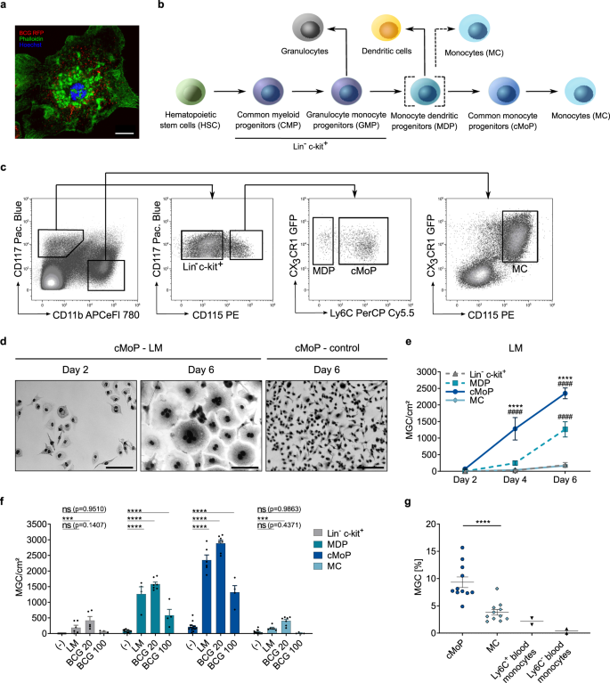 Monocyte progenitors give rise to multinucleated giant cells