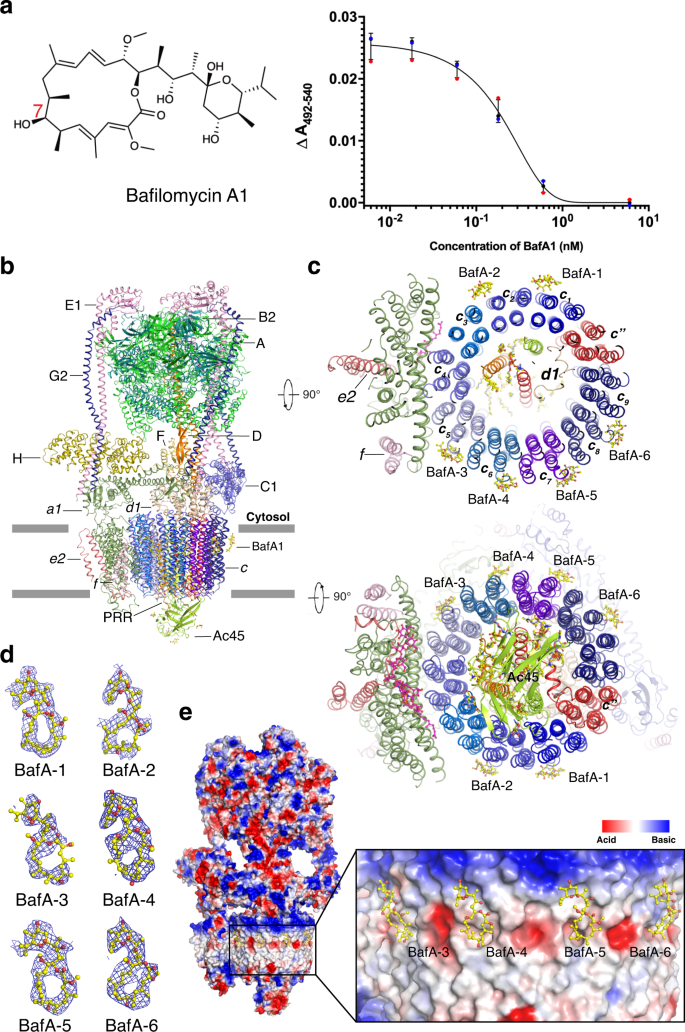 Molecular Basis Of V Atpase Inhibition By Bafilomycin A1 Nature Communications