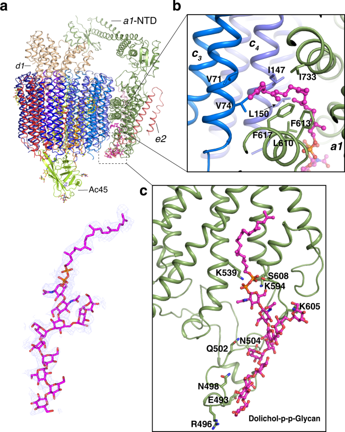 Molecular Basis Of V Atpase Inhibition By Bafilomycin A1 Nature Communications