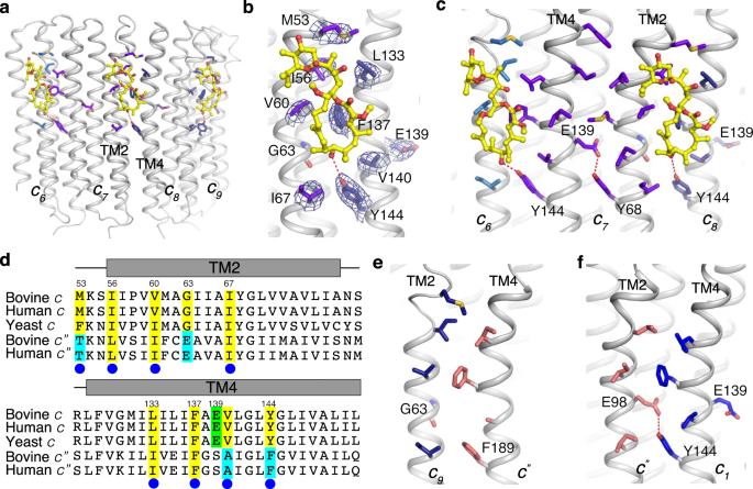 Molecular Basis Of V Atpase Inhibition By Bafilomycin A1 Nature Communications