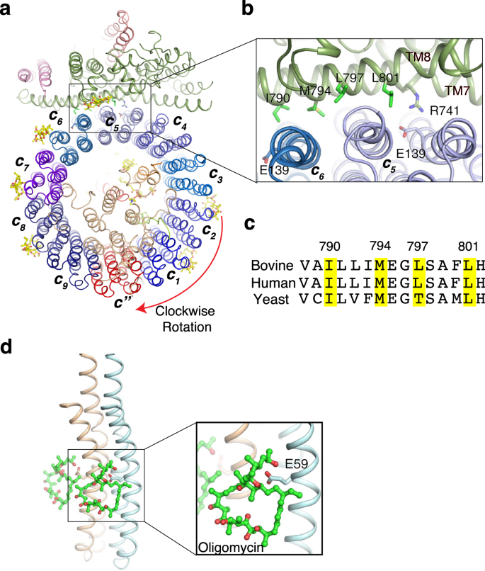 Molecular Basis Of V Atpase Inhibition By Bafilomycin A1 Nature Communications