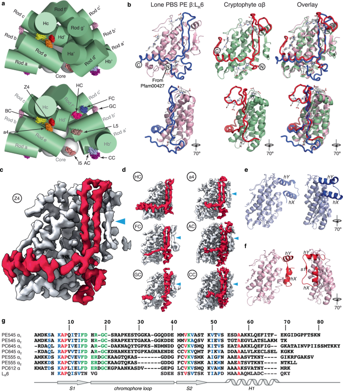 Scaffolding Proteins Guide The Evolution Of Algal Light Harvesting Antennas Nature Communications Scaffolding Proteins Guide The Evolution Of Algal Light Harvesting Antennas Nature Communications