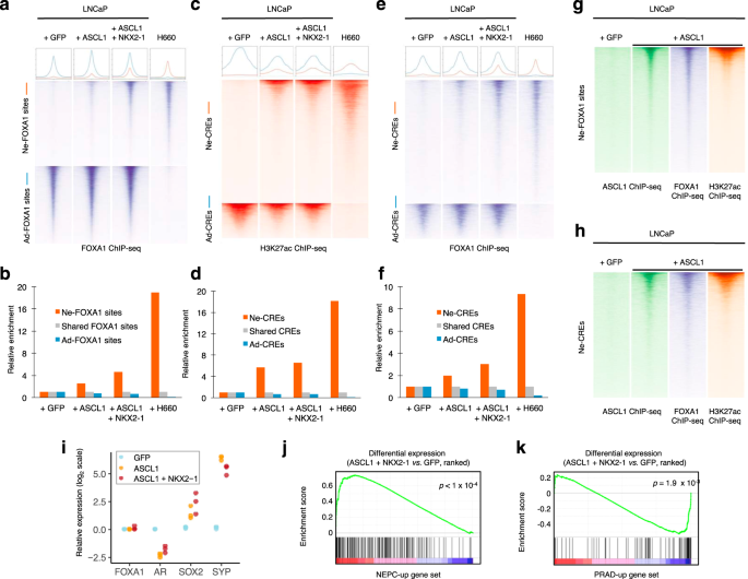 Fig. 4: FOXA1 is extensively redistributed at lineage-specific regulatory elements.