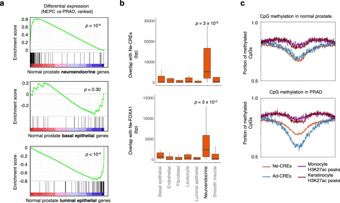 Reprogramming of the FOXA1 cistrome in treatment-emergent neuroendocrine prostate cancer