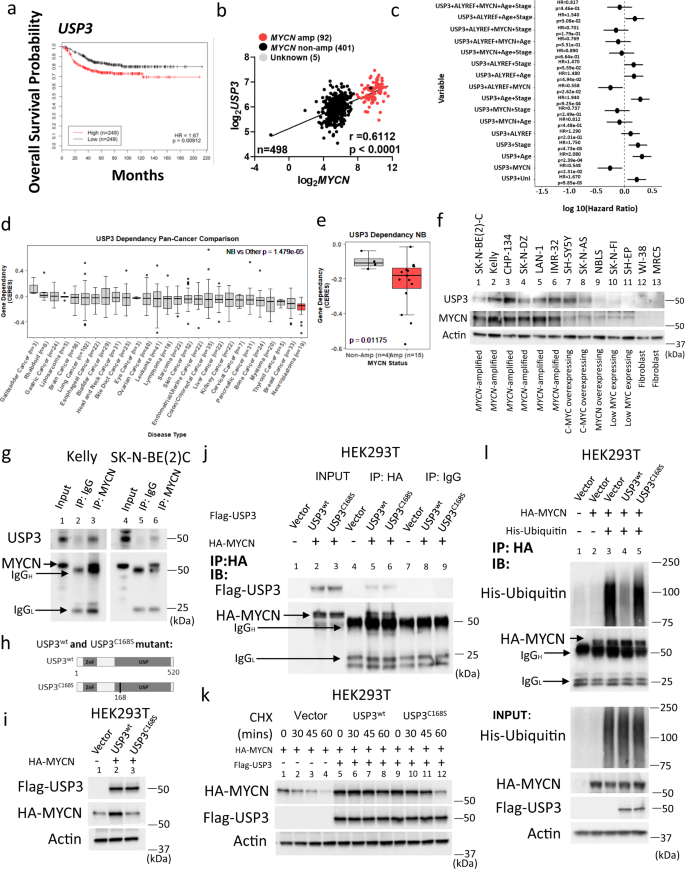 An ALYREF-MYCN coactivator complex drives neuroblastoma tumorigenesis  through effects on USP3 and MYCN stability