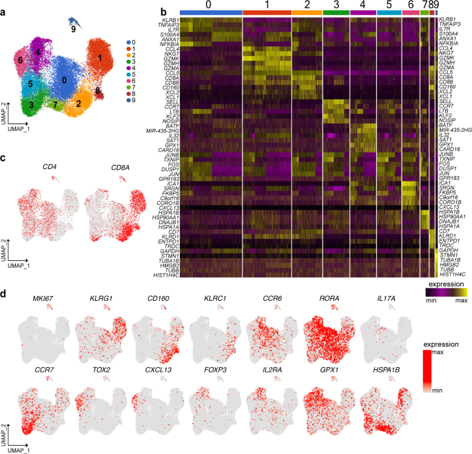 Single Cell Analyses Of Crohn S Disease Tissues Reveal Intestinal Intraepithelial T Cells Heterogeneity And Altered Subset Distributions Nature Communications