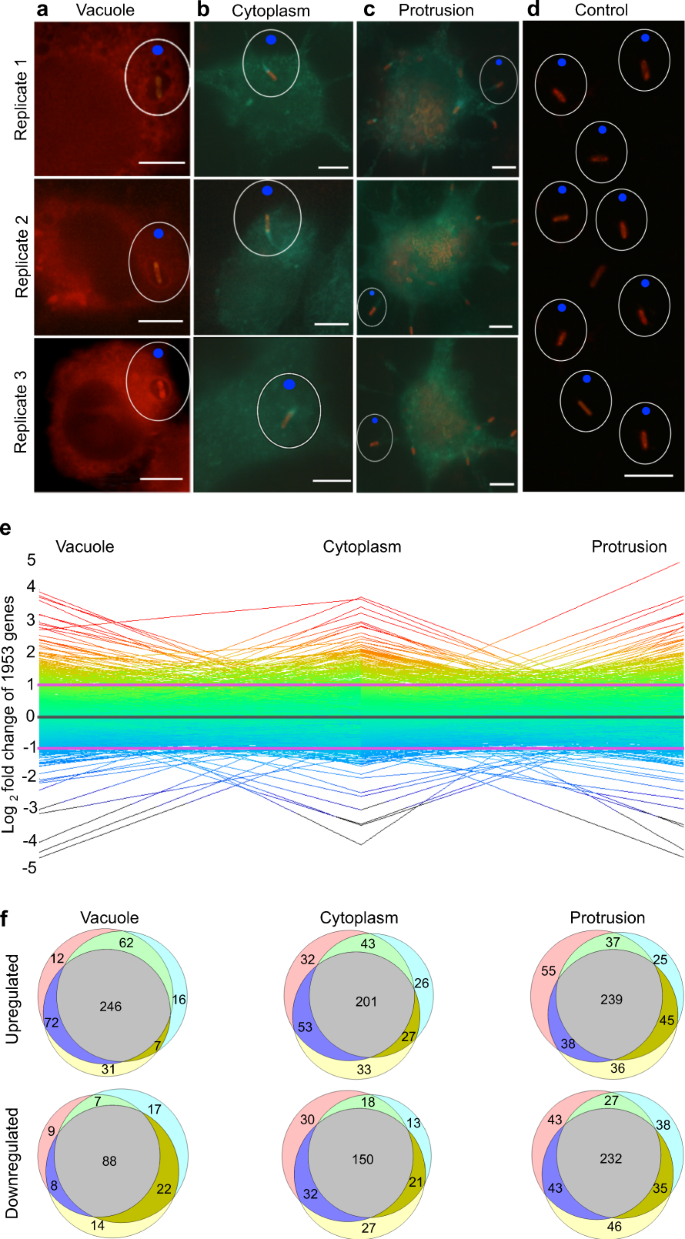 The Burkholderia Pseudomallei Intracellular Transitome Nature Communications The Burkholderia Pseudomallei Intracellular Transitome Nature Communications