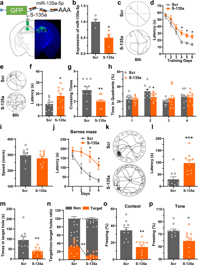 mir hebe child gyymnast miR-135a-5p mediates memory and synaptic impairments via the Rock2/Adducin1  signaling pathway in a mouse model of Alzheimer's disease | Nature  Communications