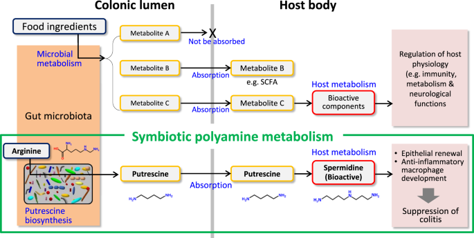 Fig. 6: Symbiotic metabolism.