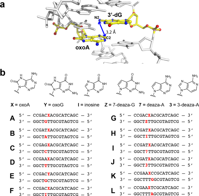 Dna Interstrand Cross Links Induced By The Major Oxidative Adenine Lesion 7 8 Dihydro 8 Oxoadenine Nature Communications