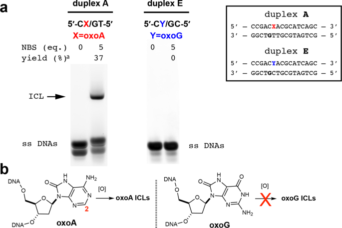 Dna Interstrand Cross Links Induced By The Major Oxidative Adenine Lesion 7 8 Dihydro 8 Oxoadenine Nature Communications