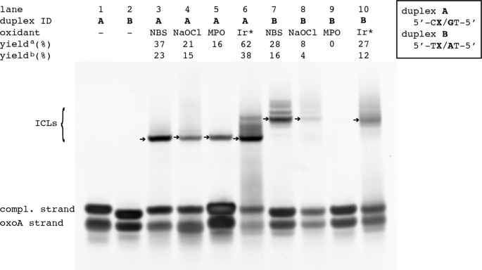 Dna Interstrand Cross Links Induced By The Major Oxidative Adenine Lesion 7 8 Dihydro 8 Oxoadenine Nature Communications