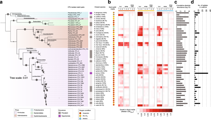 A Prevalent And Culturable Microbiota Links Ecological Balance To Clinical Stability Of The Human Lung After Transplantation Nature Communications