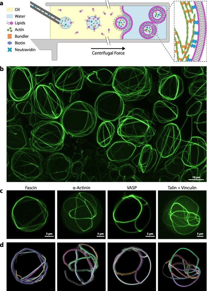 Reconstitution of contractile actomyosin rings in vesicles | Nature  Communications