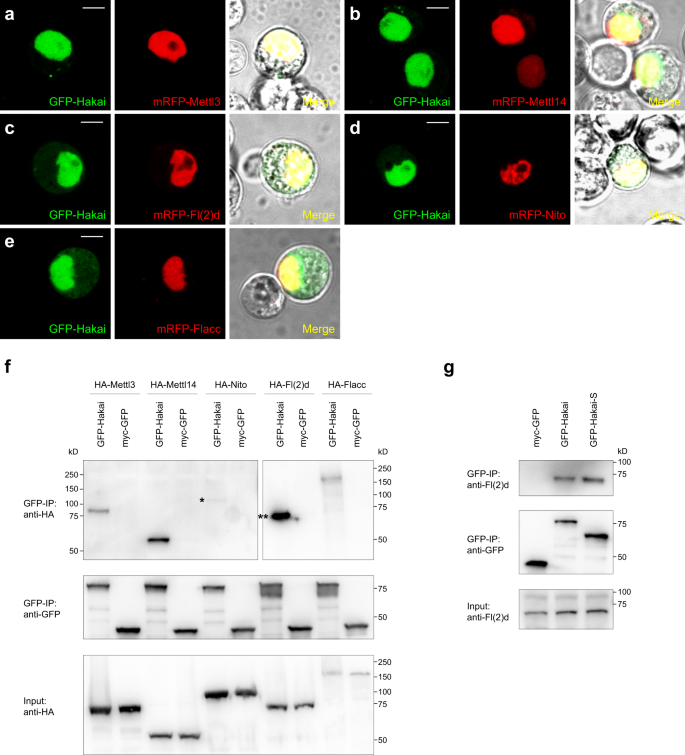 Role Of Hakai In M6a Modification Pathway In Drosophila Nature Munications