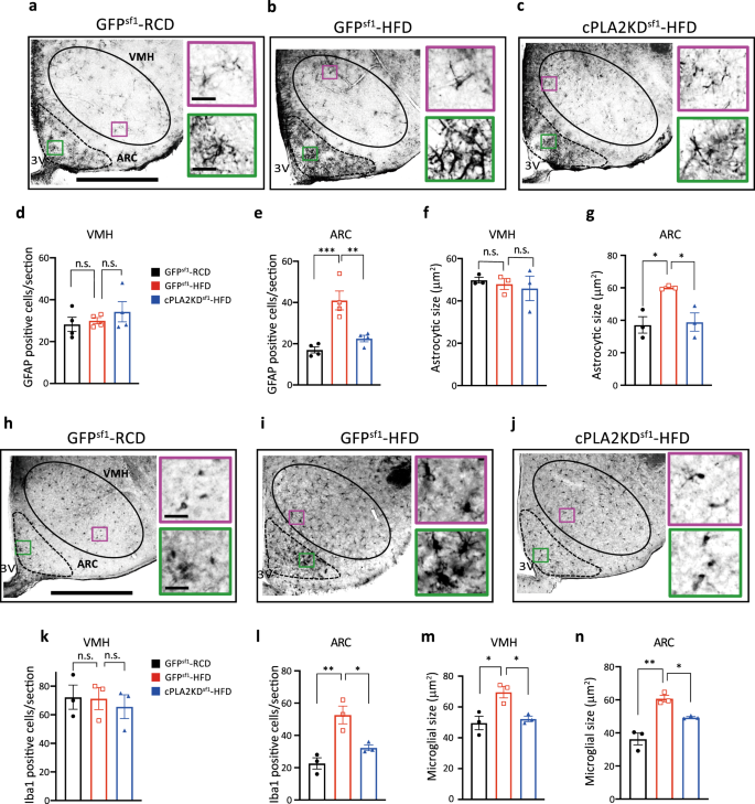 Role of hypothalamic tanycytes in nutrient sensing and energy balance, Proceedings of the Nutrition Society