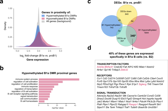 Fig. 3: B1 lineage-specific gene expression is linked to enhancer demethylation.