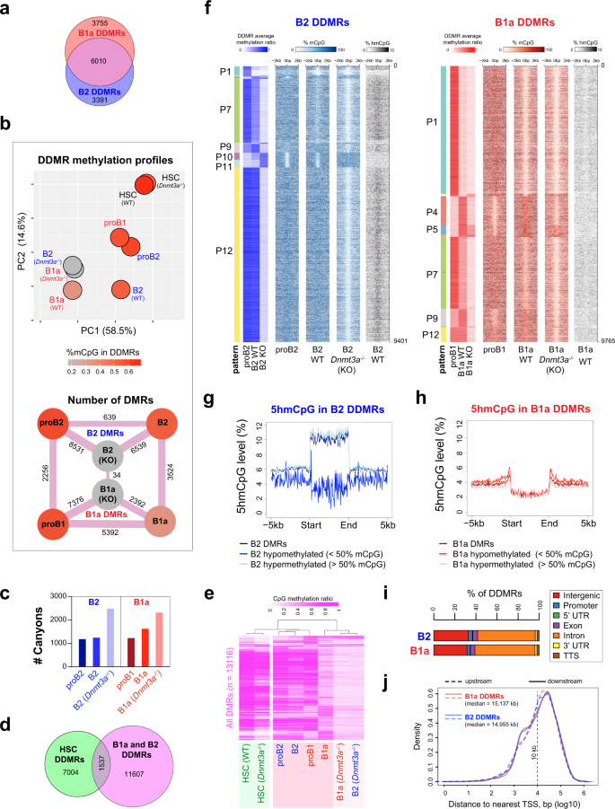 Fig. 5: DNMT3A maintains lineage-specific CpG methylation patterns in B1a and B2 cells.
