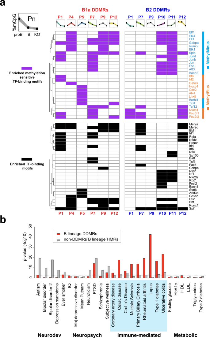 Fig. 8: DMEs are enriched for TF-binding motifs and SNPs associated with immune-mediated diseases.