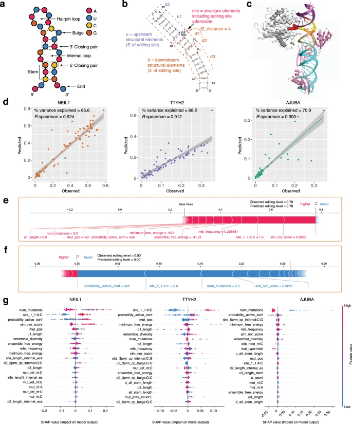 Learning cis-regulatory principles of ADAR-based RNA editing from CRISPR-mediated mutagenesis