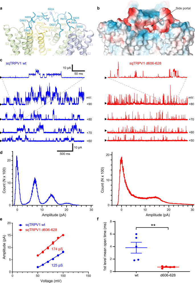 Extracellular Cap Domain Is An Essential Component Of The Trpv1 Gating Mechanism Nature Communications Extracellular Cap Domain Is An Essential Component Of The Trpv1 Gating Mechanism Nature Communications