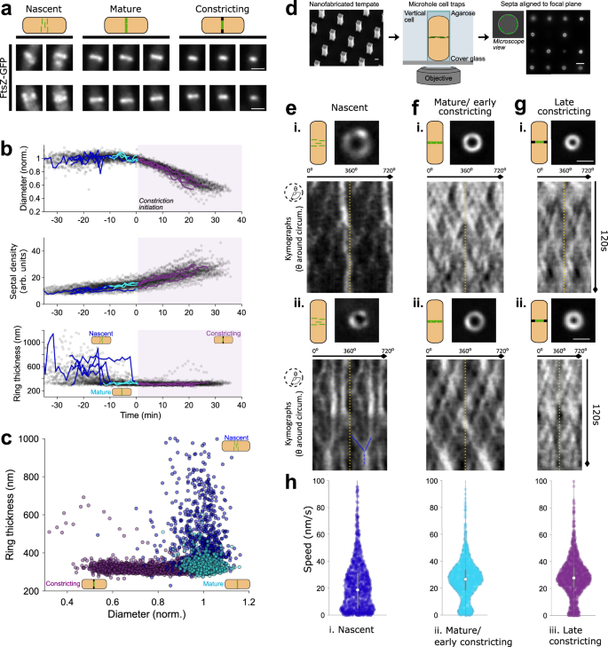Ftsz Treadmilling Is Essential For Z Ring Condensation And Septal Constriction Initiation In Bacillus Subtilis Cell Division Nature Communications