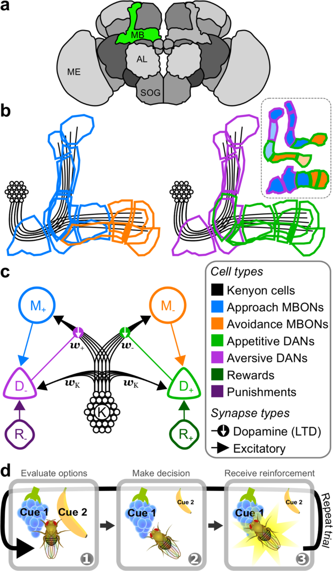 Learning with reinforcement prediction errors in a model of the Drosophila  mushroom body | Nature Communications