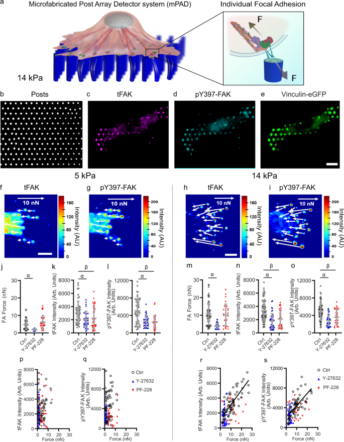 Force-FAK signaling coupling at individual focal adhesions coordinates  mechanosensing and microtissue repair | Nature Communications