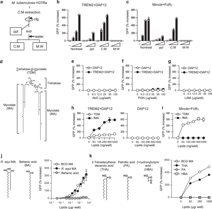 Trem2 Is A Receptor For Non Glycosylated Mycolic Acids Of Mycobacteria That Limits Anti Mycobacterial Macrophage Activation Nature Communications