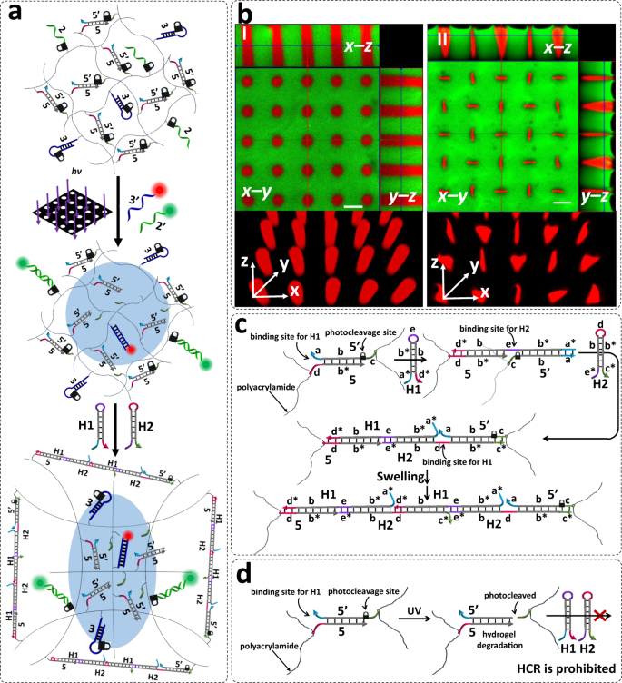 Spatiotemporal Patterning Of Photoresponsive Dna Based Hydrogels To Tune Local Cell Responses Nature Communications