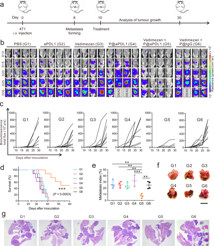 Fig. 3: P@aPDL1 combined with Vadimezan promotes anti-tumour effects in the 4T1 tumour model.