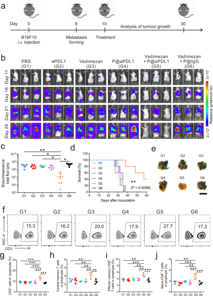 Fig. 5: P@aPDL1 combined with Vadimezan promotes anti-tumour effects in the B16 tumour model.