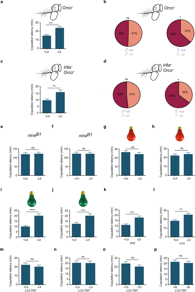 Fig. 3: Mating acceleration depends on visual cues.